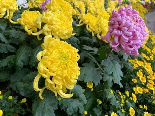 菊花网在线观看完整版,经典影片在线观看完整版 第1张 菊花网在线观看完整版,经典影片在线观看完整版 第1张