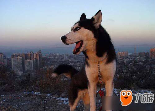 韩国哈士奇爆料事件视频,哈士奇爆料视频引发网友热议,真相究竟如何? 第2张 韩国哈士奇爆料事件视频,哈士奇爆料视频引发网友热议,真相究竟如何? 第2张