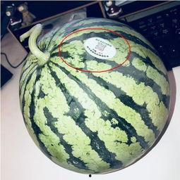 网红摆摊吃瓜,揭秘美食背后的故事